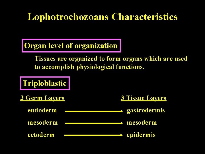 Lophotrochozoans Characteristics Organ level of organization Tissues are organized to form organs which are