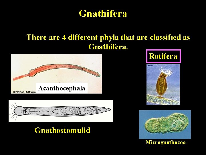 Gnathifera There are 4 different phyla that are classified as Gnathifera. Rotifera Acanthocephala Gnathostomulid