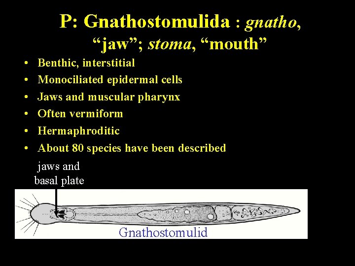 P: Gnathostomulida : gnatho, “jaw”; stoma, “mouth” • • • Benthic, interstitial Monociliated epidermal