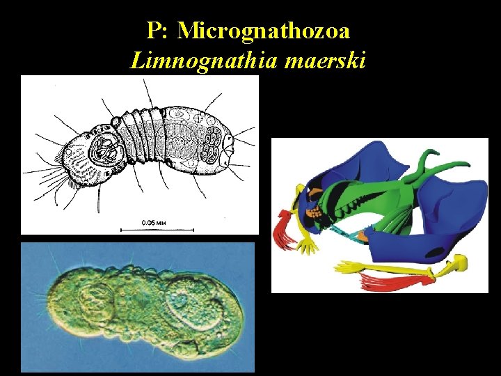 P: Micrognathozoa Limnognathia maerski 