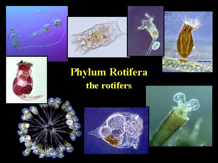 Phylum Rotifera the rotifers 