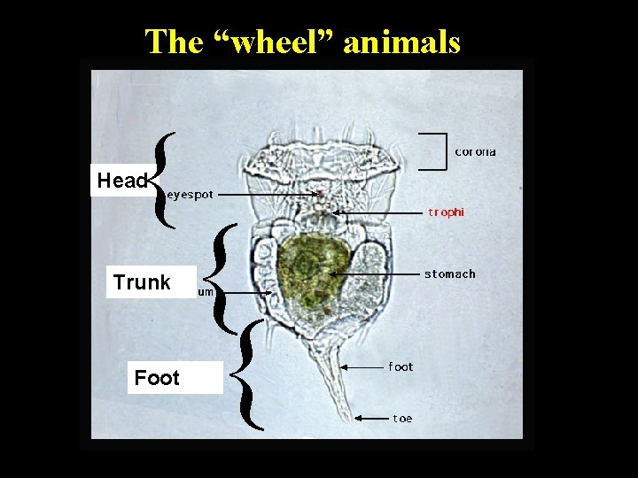 The “wheel” animals { Head Trunk Foot { { 