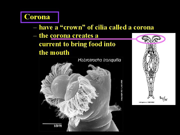 Corona – have a “crown” of cilia called a corona – the corona creates