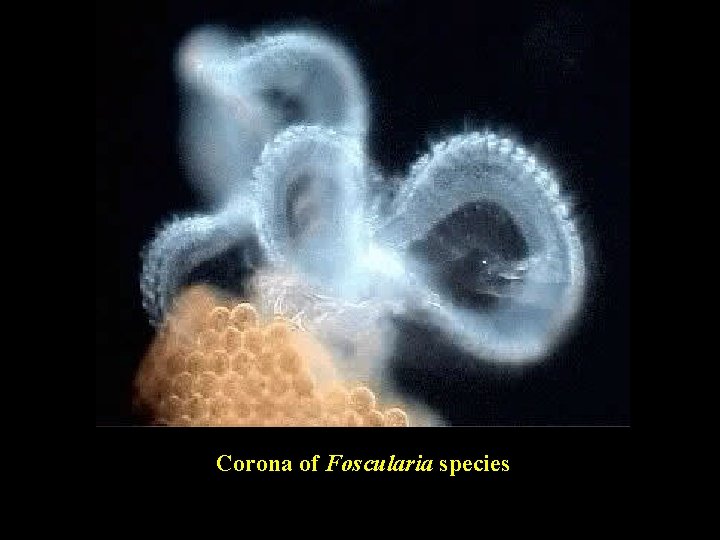 Corona of Foscularia species 