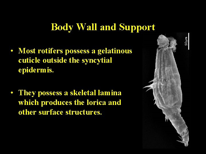 Body Wall and Support • Most rotifers possess a gelatinous cuticle outside the syncytial