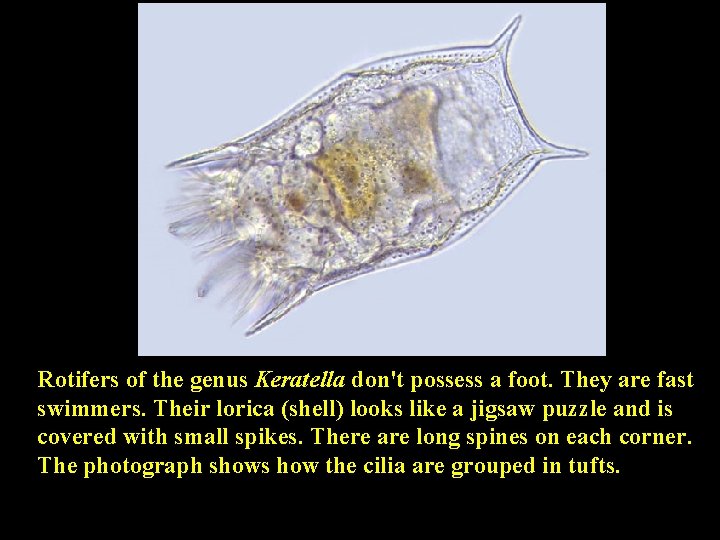 Rotifers of the genus Keratella don't possess a foot. They are fast swimmers. Their