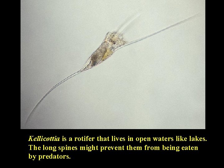 Kellicottia is a rotifer that lives in open waters like lakes. The long spines