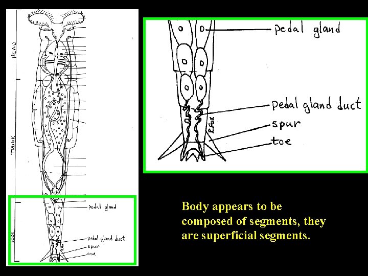 Body appears to be composed of segments, they are superficial segments. 