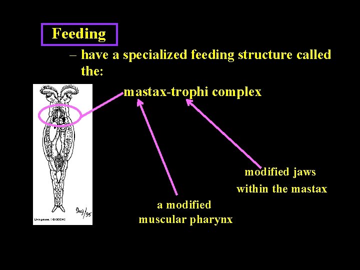 Feeding – have a specialized feeding structure called the: mastax-trophi complex modified jaws within