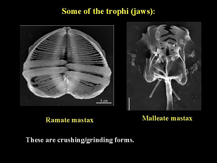 Some of the trophi (jaws): Ramate mastax These are crushing/grinding forms. Malleate mastax 