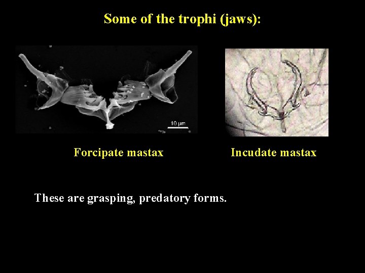 Some of the trophi (jaws): Forcipate mastax These are grasping, predatory forms. Incudate mastax