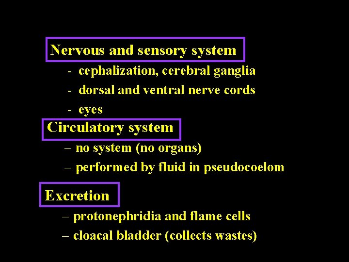 Nervous and sensory system - cephalization, cerebral ganglia - dorsal and ventral nerve cords