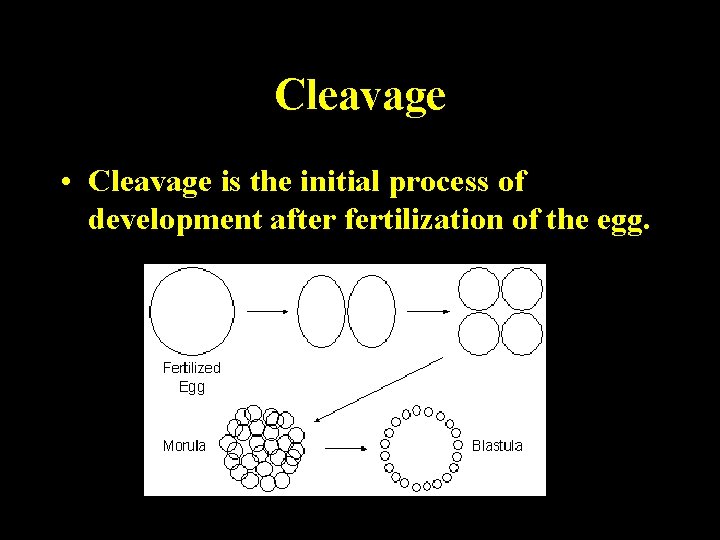 Cleavage • Cleavage is the initial process of development after fertilization of the egg.