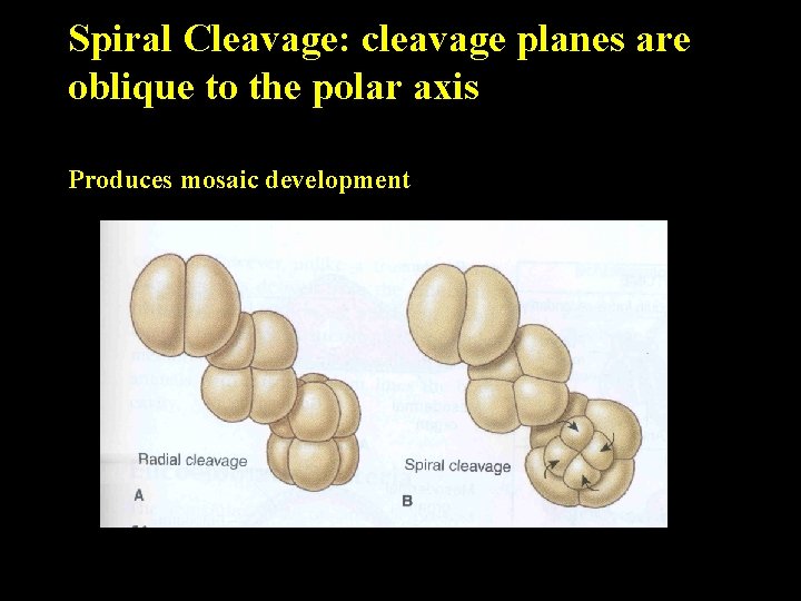 Spiral Cleavage: cleavage planes are oblique to the polar axis Produces mosaic development 