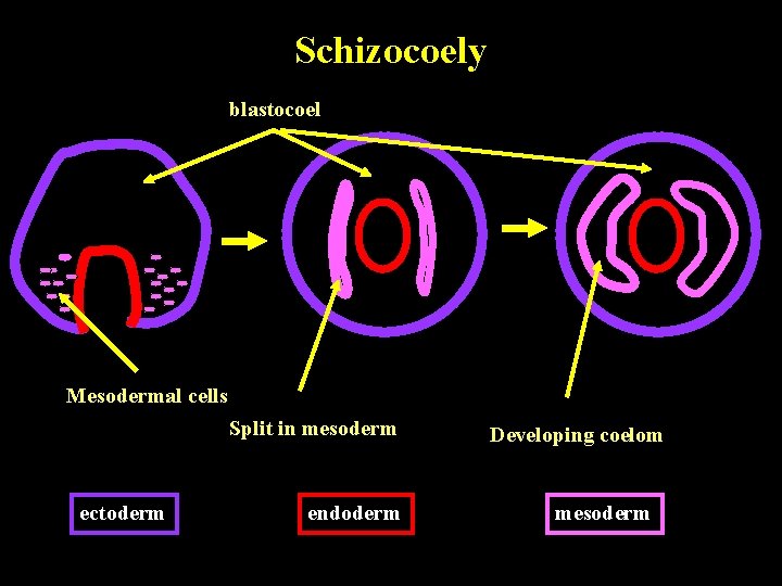 Schizocoely blastocoel Mesodermal cells Split in mesoderm ectoderm endoderm Developing coelom mesoderm 