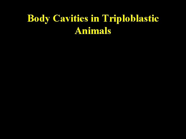 Body Cavities in Triploblastic Animals 