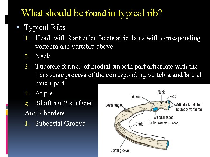 What should be found in typical rib? Typical Ribs 1. Head with 2 articular