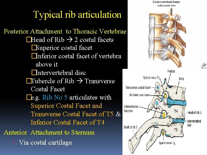 Typical rib articulation Posterior Attachment to Thoracic Vertebrae �Head of Rib 2 costal facets