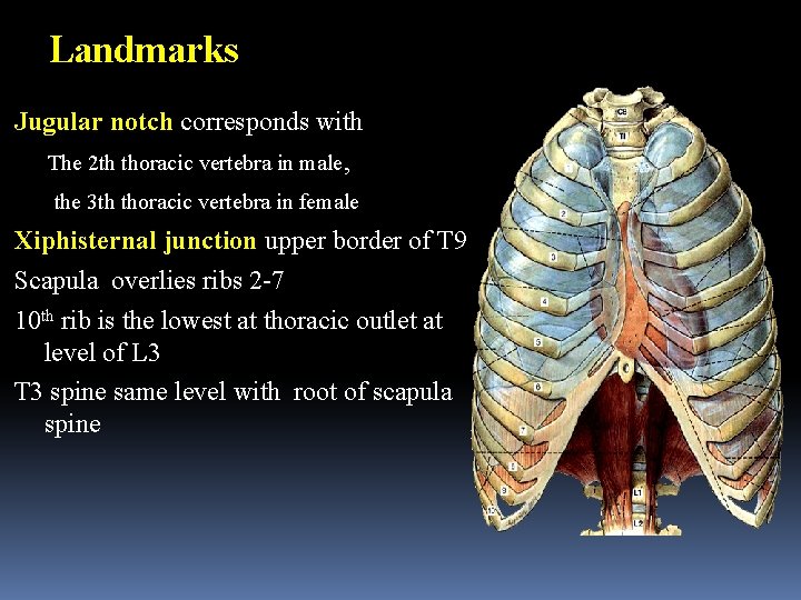 Landmarks Jugular notch corresponds with The 2 th thoracic vertebra in male, the 3