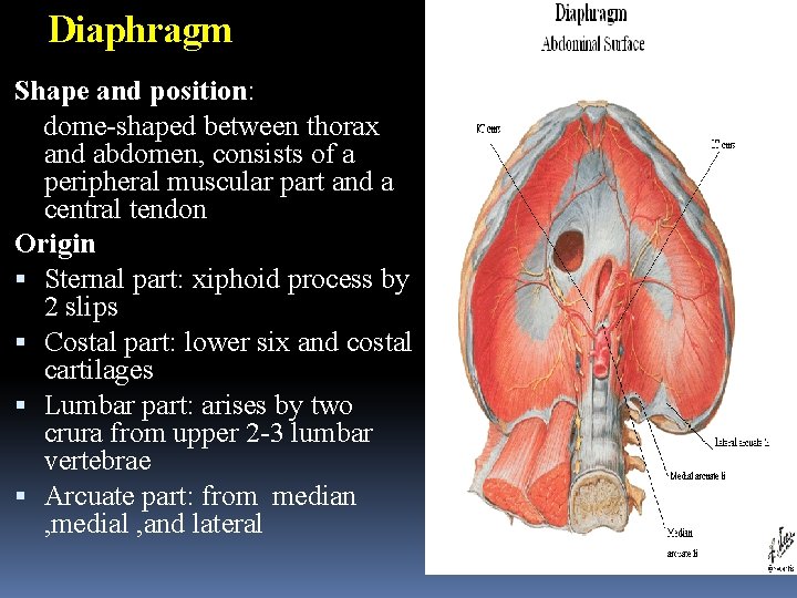 Diaphragm Shape and position: dome-shaped between thorax and abdomen, consists of a peripheral muscular