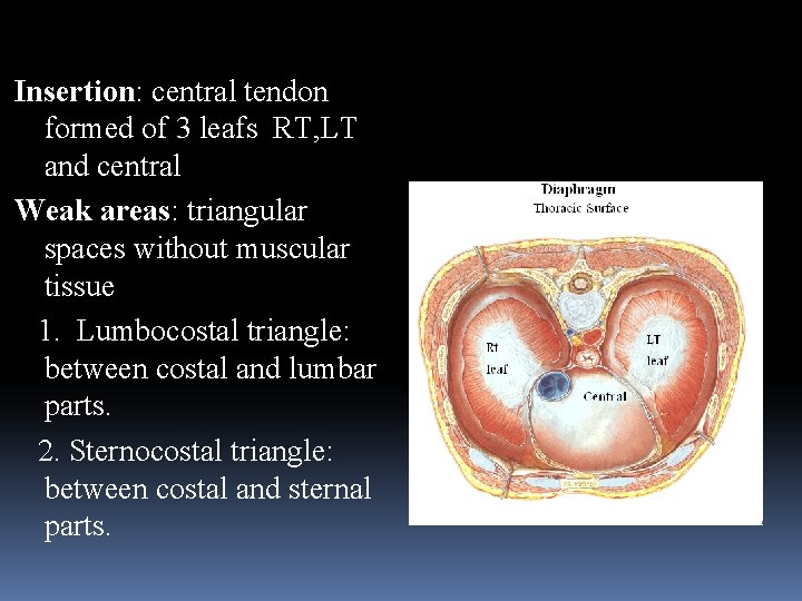 Insertion: central tendon formed of 3 leafs RT, LT and central Weak areas: triangular