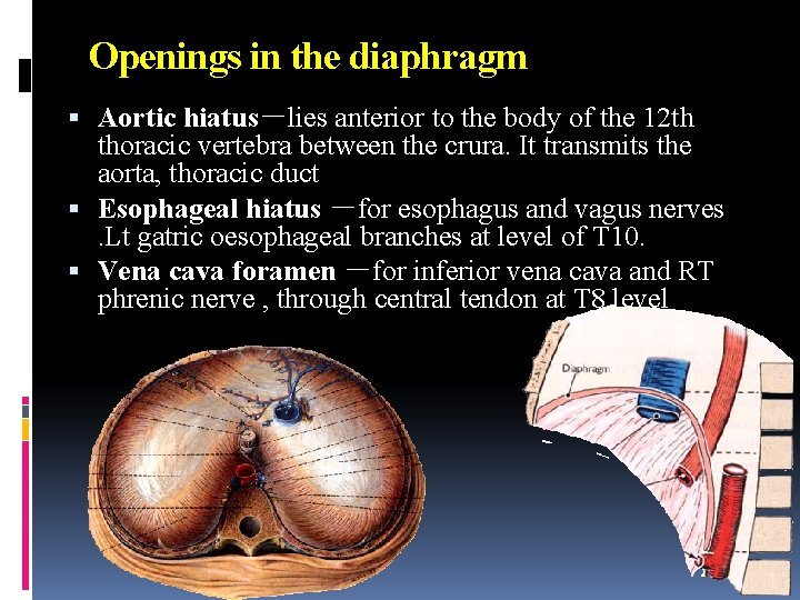 Openings in the diaphragm Aortic hiatus－lies anterior to the body of the 12 th