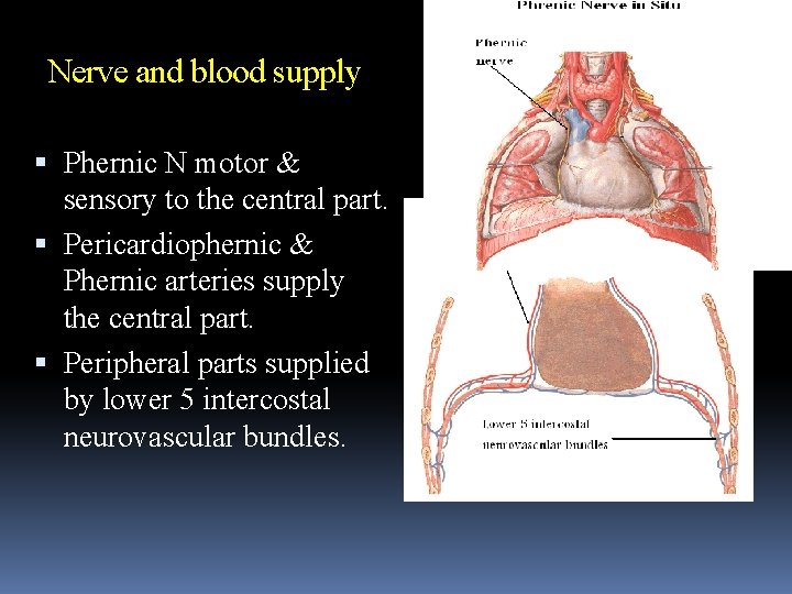 Nerve and blood supply Phernic N motor & sensory to the central part. Pericardiophernic