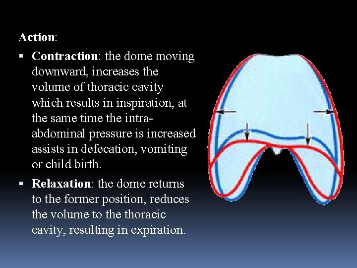 Action: Contraction: the dome moving downward, increases the volume of thoracic cavity which results