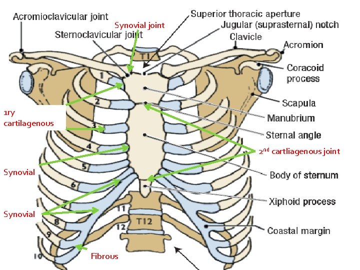 The Thorax 1 Axial vs Appendicular Skeleton Axial