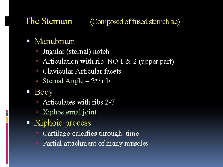The Sternum (Composed of fused sternebrae) Manubrium Jugular (sternal) notch Articulation with rib NO
