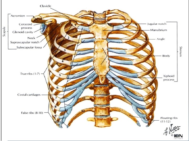 The Thorax 1 Axial vs Appendicular Skeleton Axial