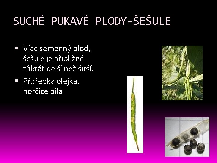 SUCHÉ PUKAVÉ PLODY-ŠEŠULE Více semenný plod, šešule je přibližně třikrát delší než širší. Př. SUCHÉ PUKAVÉ PLODY-ŠEŠULE Více semenný plod, šešule je přibližně třikrát delší než širší. Př.
