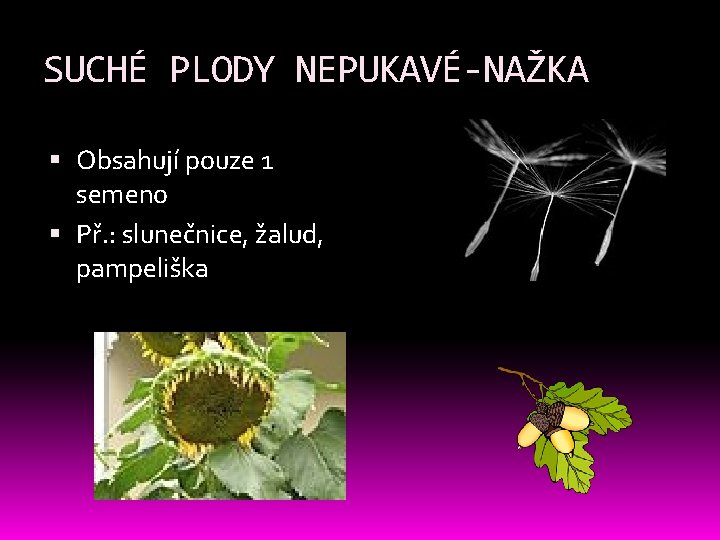 SUCHÉ PLODY NEPUKAVÉ-NAŽKA Obsahují pouze 1 semeno Př. : slunečnice, žalud, pampeliška SUCHÉ PLODY NEPUKAVÉ-NAŽKA Obsahují pouze 1 semeno Př. : slunečnice, žalud, pampeliška