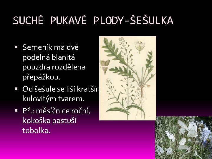 SUCHÉ PUKAVÉ PLODY-ŠEŠULKA Semeník má dvě podélná blanitá pouzdra rozdělena přepážkou. Od šešule se SUCHÉ PUKAVÉ PLODY-ŠEŠULKA Semeník má dvě podélná blanitá pouzdra rozdělena přepážkou. Od šešule se