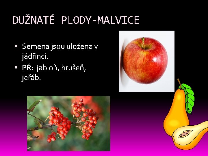 DUŽNATÉ PLODY-MALVICE Semena jsou uložena v jádřinci. PŘ: jabloň, hrušeň, jeřáb. DUŽNATÉ PLODY-MALVICE Semena jsou uložena v jádřinci. PŘ: jabloň, hrušeň, jeřáb.