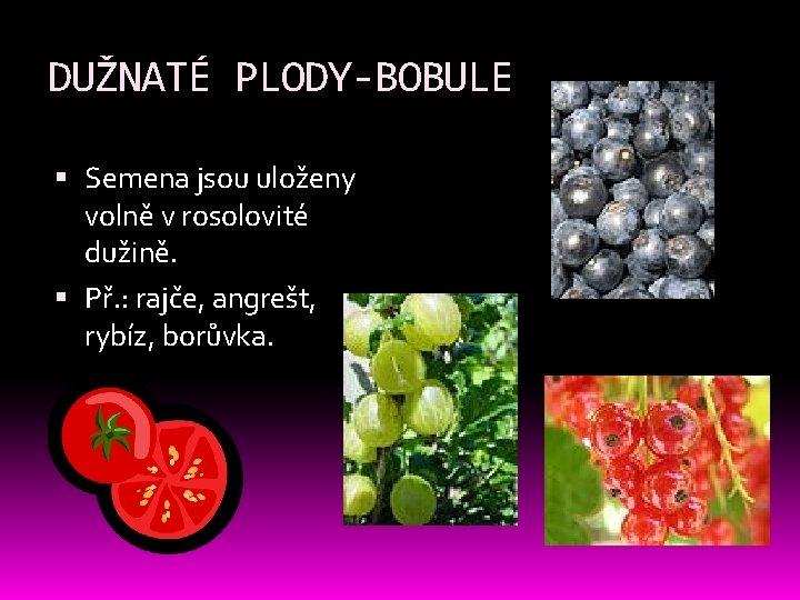 DUŽNATÉ PLODY-BOBULE Semena jsou uloženy volně v rosolovité dužině. Př. : rajče, angrešt, rybíz, DUŽNATÉ PLODY-BOBULE Semena jsou uloženy volně v rosolovité dužině. Př. : rajče, angrešt, rybíz,