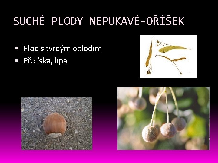SUCHÉ PLODY NEPUKAVÉ-OŘÍŠEK Plod s tvrdým oplodím Př. : líska, lípa SUCHÉ PLODY NEPUKAVÉ-OŘÍŠEK Plod s tvrdým oplodím Př. : líska, lípa