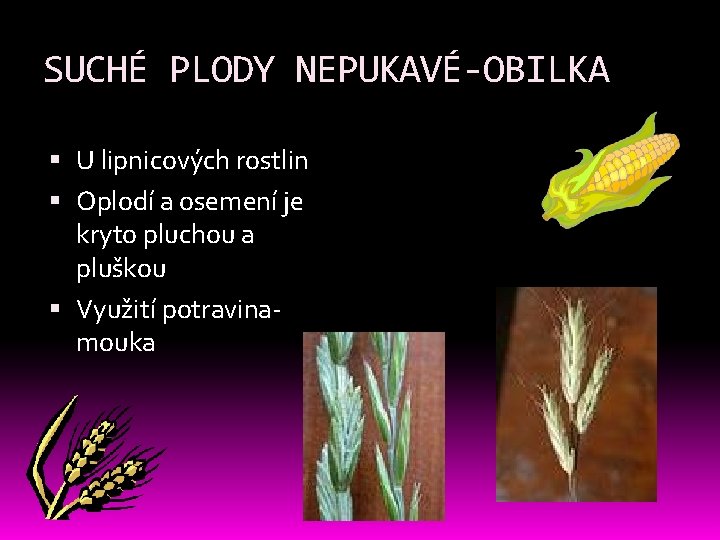 SUCHÉ PLODY NEPUKAVÉ-OBILKA U lipnicových rostlin Oplodí a osemení je kryto pluchou a pluškou SUCHÉ PLODY NEPUKAVÉ-OBILKA U lipnicových rostlin Oplodí a osemení je kryto pluchou a pluškou
