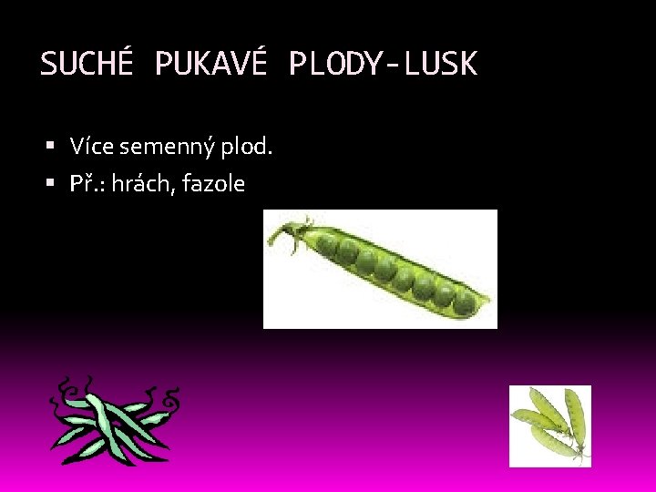 SUCHÉ PUKAVÉ PLODY-LUSK Více semenný plod. Př. : hrách, fazole SUCHÉ PUKAVÉ PLODY-LUSK Více semenný plod. Př. : hrách, fazole