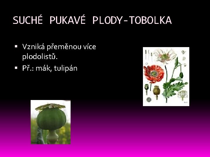 SUCHÉ PUKAVÉ PLODY-TOBOLKA Vzniká přeměnou více plodolistů. Př. : mák, tulipán SUCHÉ PUKAVÉ PLODY-TOBOLKA Vzniká přeměnou více plodolistů. Př. : mák, tulipán
