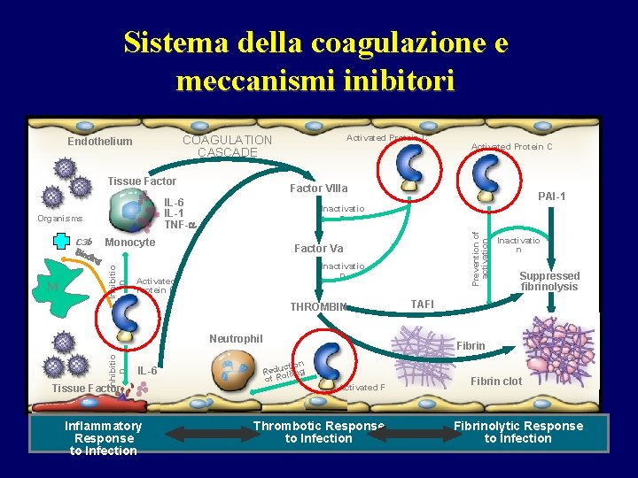 Sistema della coagulazione e meccanismi inibitori Tissue Factor Monocyte Factor Va ding Inhibitio n