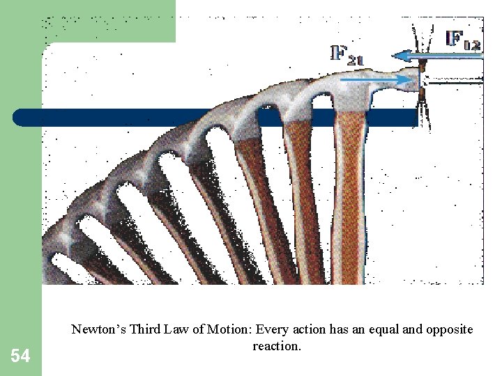 54 Newton’s Third Law of Motion: Every action has an equal and opposite reaction.
