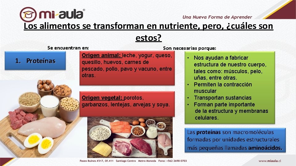 Los alimentos se transforman en nutriente, pero, ¿cuáles son estos? 1. Se encuentran en: