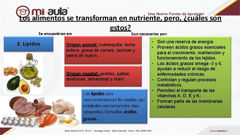 Los alimentos se transforman en nutriente, pero, ¿cuáles son estos? Se encuentran en: 3.