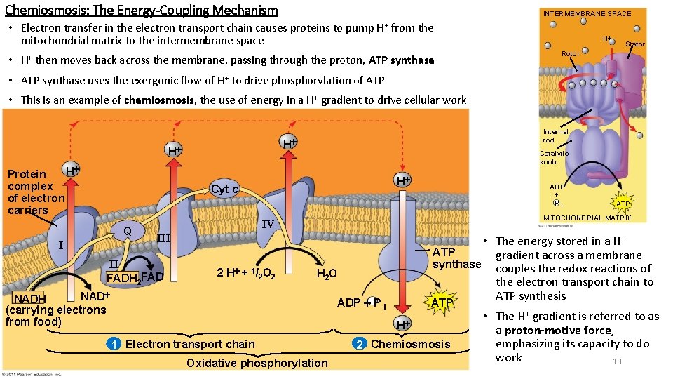 Chemiosmosis: The Energy-Coupling Mechanism INTERMEMBRANE SPACE • Electron transfer in the electron transport chain