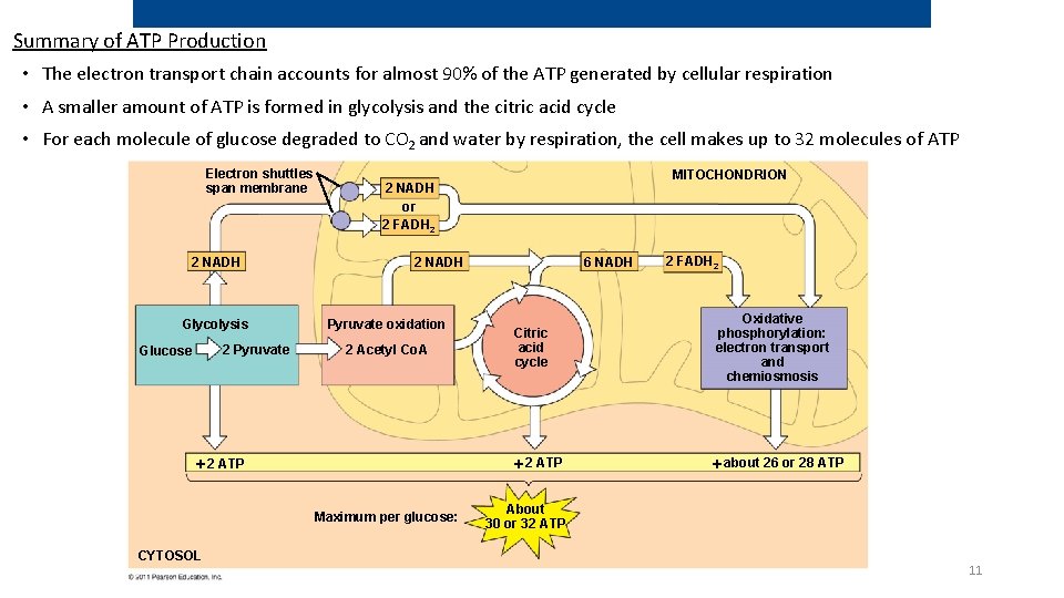Summary of ATP Production • The electron transport chain accounts for almost 90% of