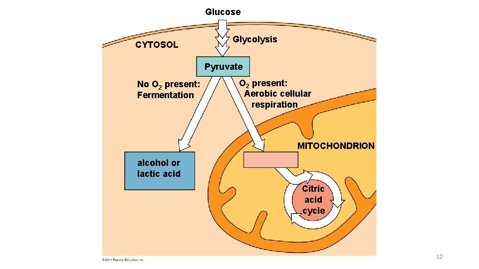 Glucose CYTOSOL Glycolysis Pyruvate No O 2 present: Fermentation O 2 present: Aerobic cellular