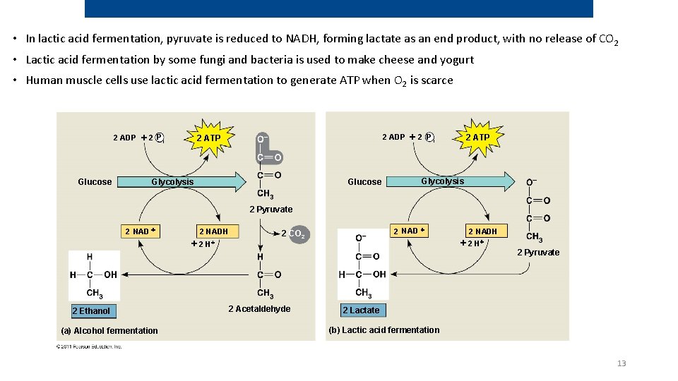  • In lactic acid fermentation, pyruvate is reduced to NADH, forming lactate as