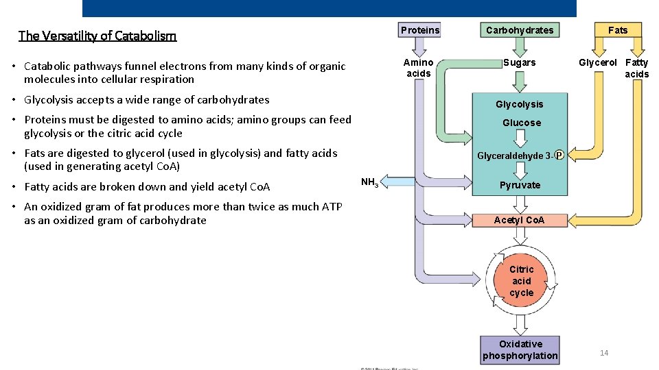 The Versatility of Catabolism • Catabolic pathways funnel electrons from many kinds of organic