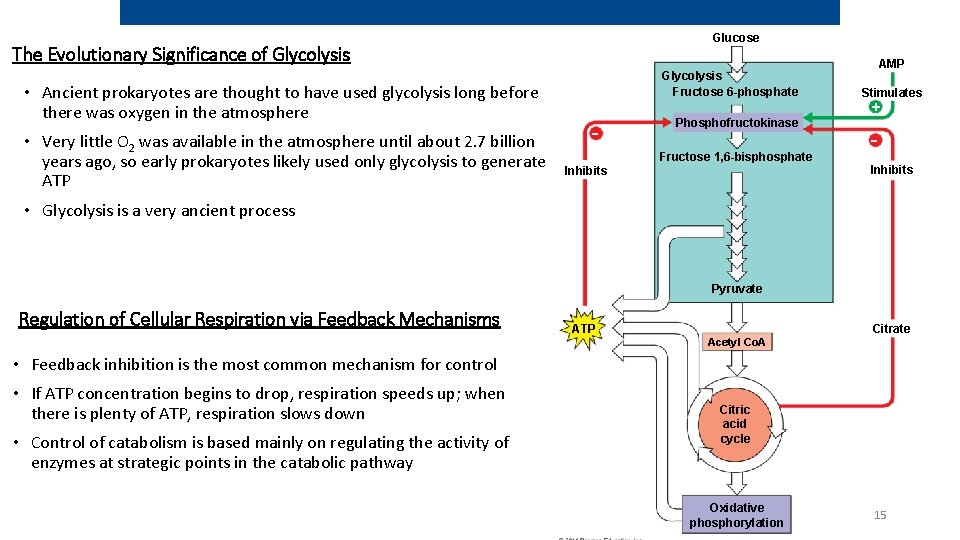 Glucose The Evolutionary Significance of Glycolysis Fructose 6 -phosphate • Ancient prokaryotes are thought